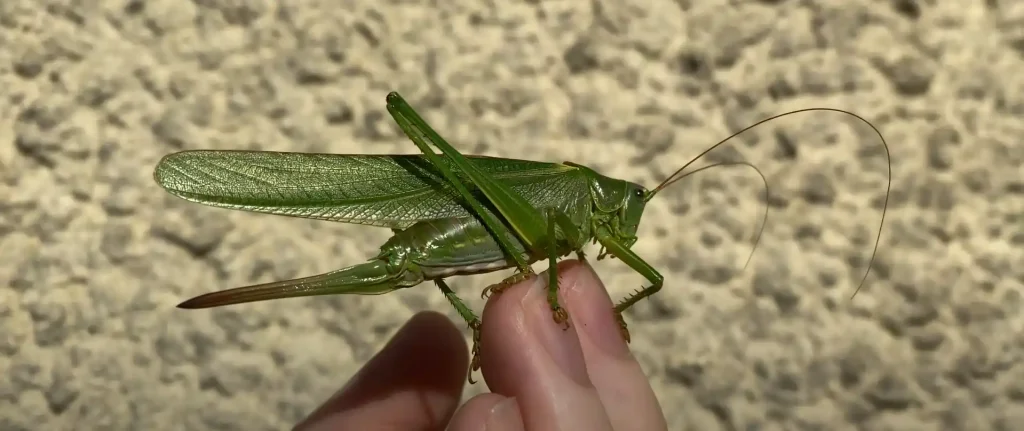 Grasshopper's Presence in Literature and Culture