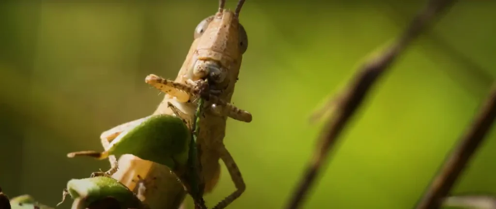 Grasshoppers Symbols of Courage and Forward Movement