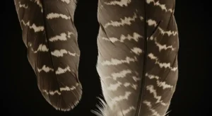 hawk feathers symbolism in different cultures