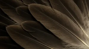 hawk feathers symbolism in folklore