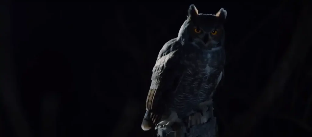Is Killing an Owl Bad Luck - The Brief Answer