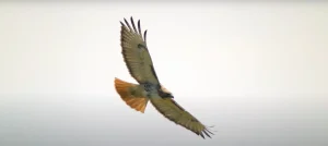 Is a Hawk Visiting You Here's What It Means!