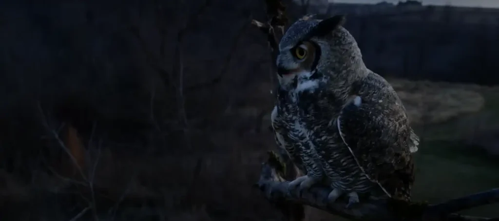 Linking Owls with the Supernatural
