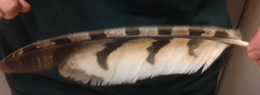 Meaning of Finding a Hawk Feather - The Brief Answer