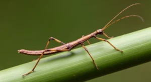 meaning of seeing a walking stick bug