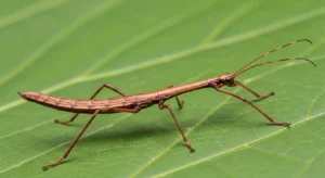 meaning of seeing a walking stick bug explained