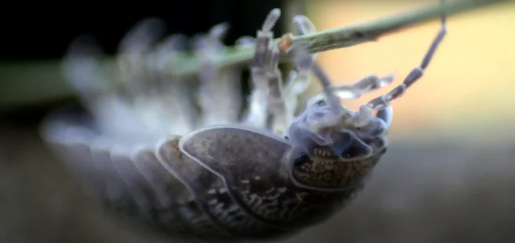 Mysteries Behind the Spiritual Meaning of Roly Poly Bugs