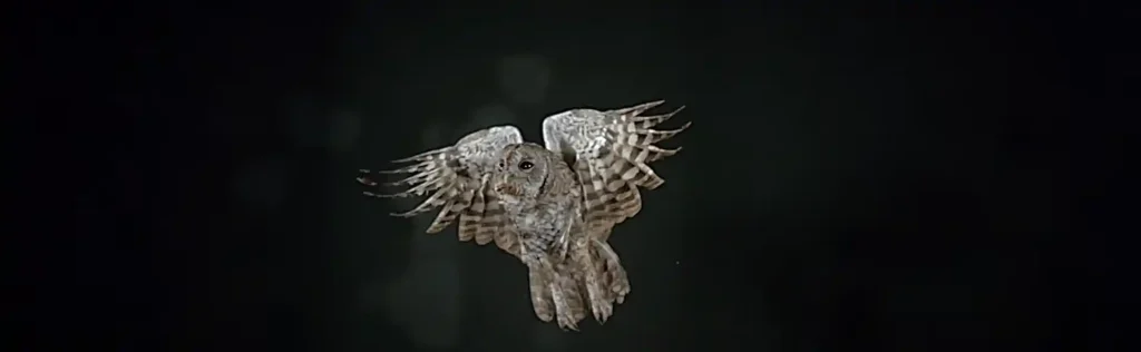 Owl Crosses Your Path Luck or Omen Find Out Now!
