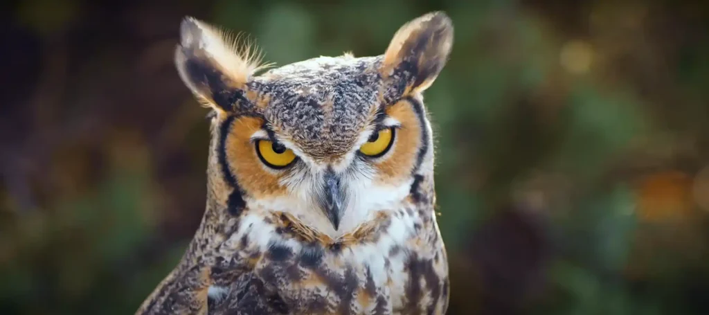 Owl Flying in Front of You Spiritual Meaning