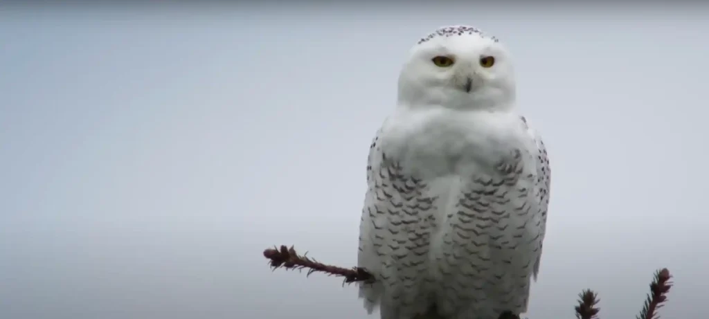Owl Folklore around the World