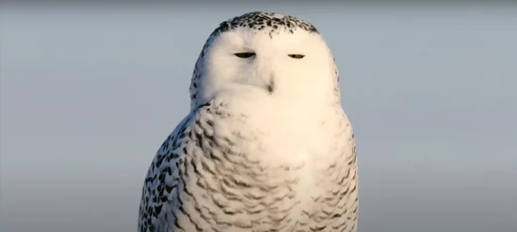 Owl Spirit Animal