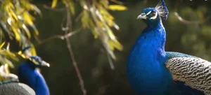 Peacock Crossed Your Path Find Out What It Means!