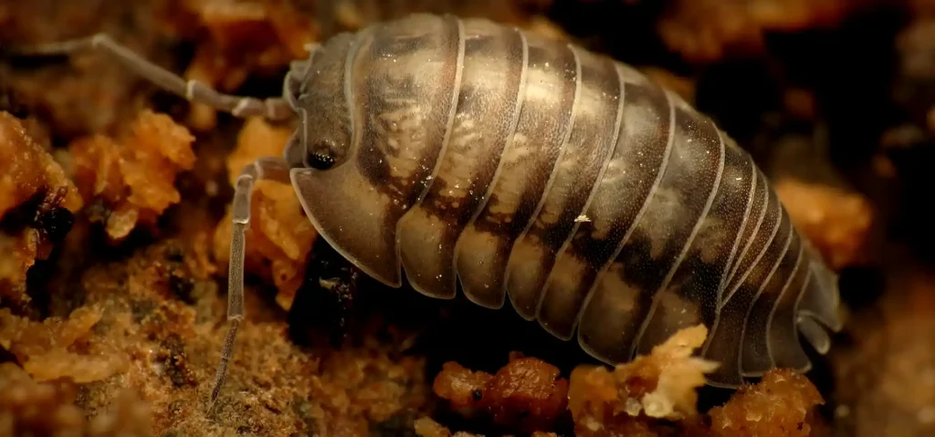 Pillbug Totem, Spirit, and Power Animal