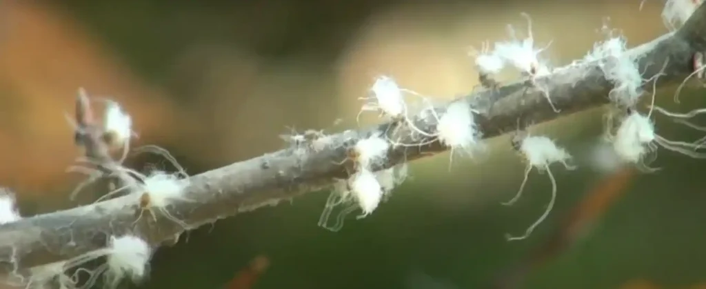Practical Applications of Spiritual Meaning of Woolly Aphid Fairy Fly