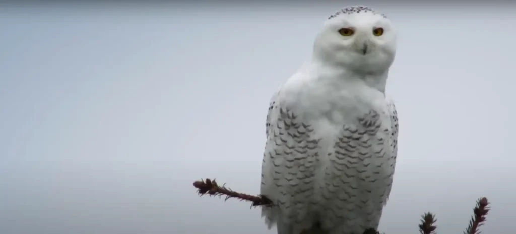Reasons Killing an Owl May Be Considered Bad Luck
