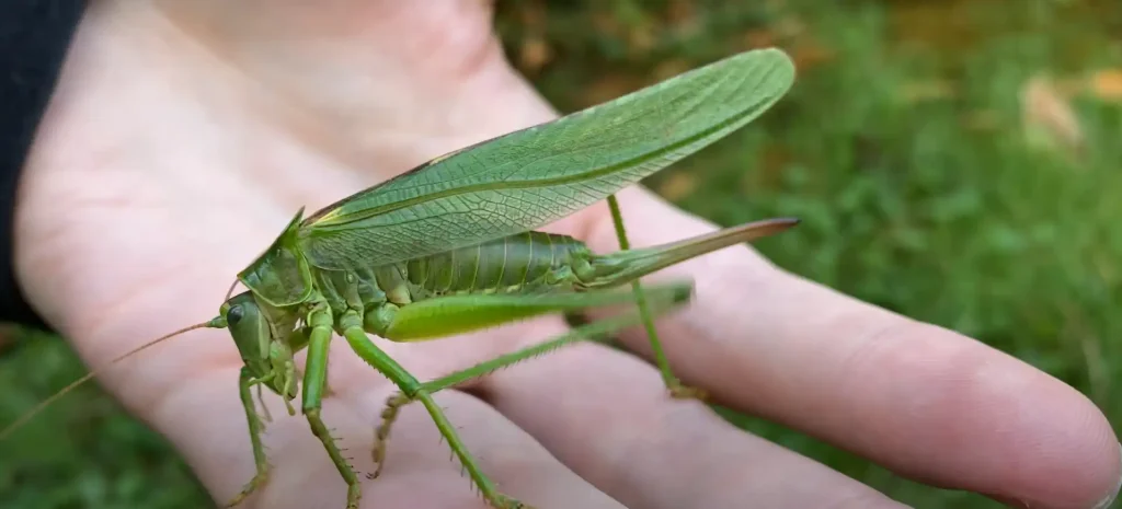 Spiritual Meaning Of Grasshopper Landing on You