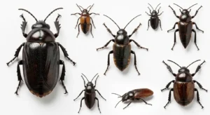 spiritual meaning of flies around you