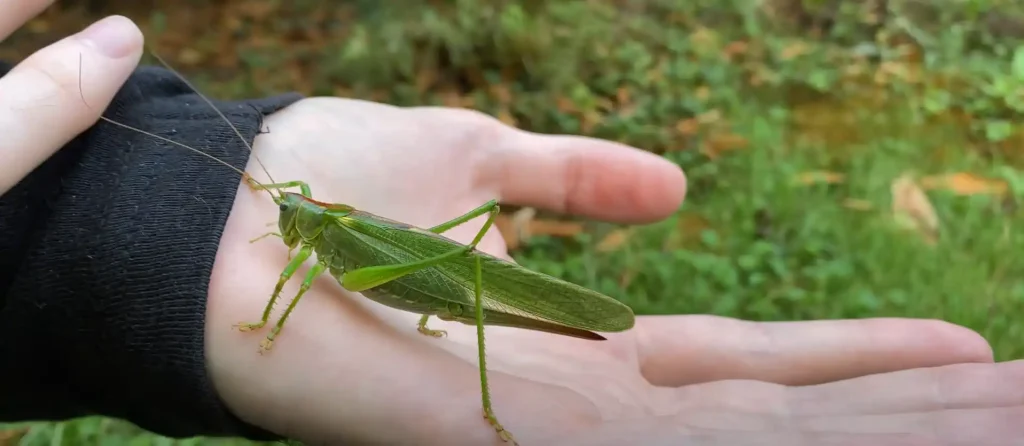 Spiritual Meaning of Grasshopper Landing on You - The Brief Answer