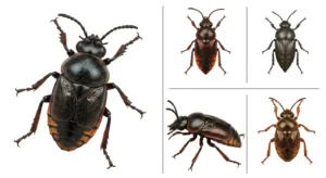 spiritual meaning of insects in your house