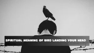 Spiritual Meaning of a Bird Landing on your Head Is It Lucky