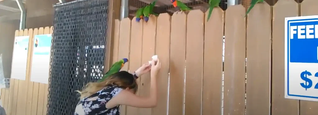 Spiritual Meaning of a Bird Landing on your Head - The Brief Answer