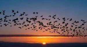 spiritual meaning of a flock of birds