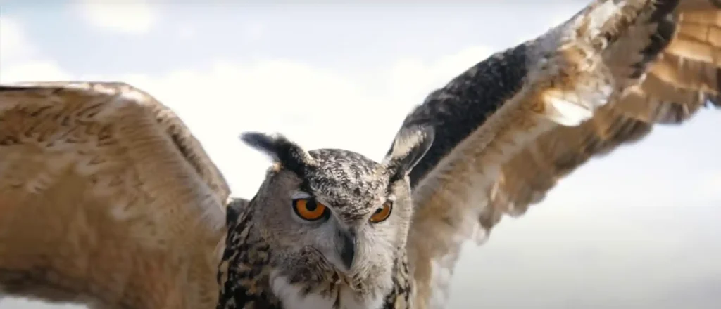 Spiritual Meanings of an Owl Crossing Your Path