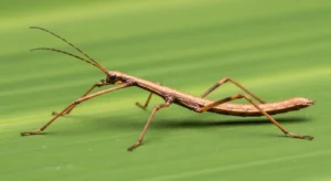 stick bug spiritual meaning