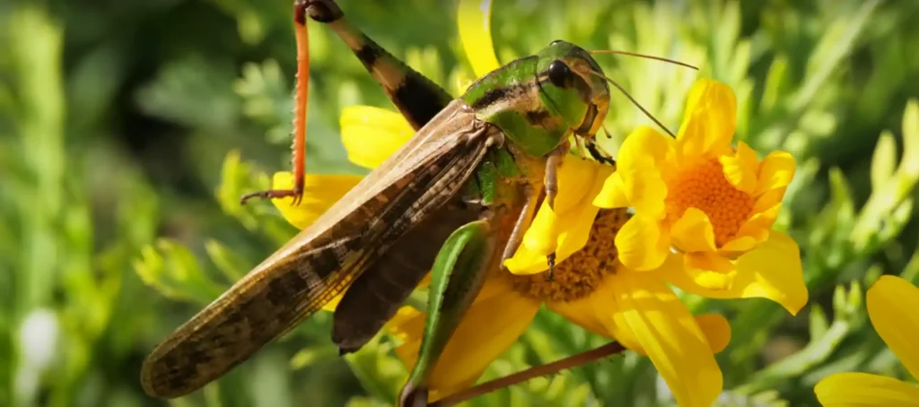 Symbolism of Bugs