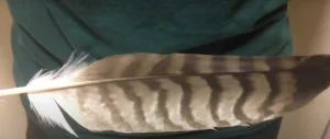 The Secret Meaning of Finding a Hawk Feather