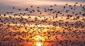 the truth about the spiritual meaning of a flock of birds