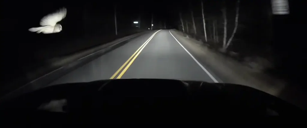 Truth Behind Spiritual Meaning of Hitting an Owl with Car