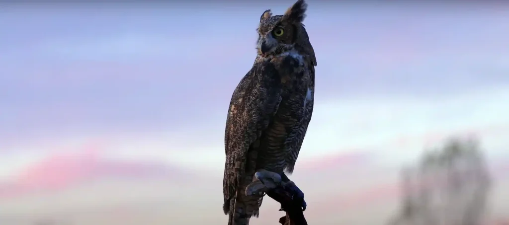 Type of Owl that Crosses Your Path and the Spiritual Meanings