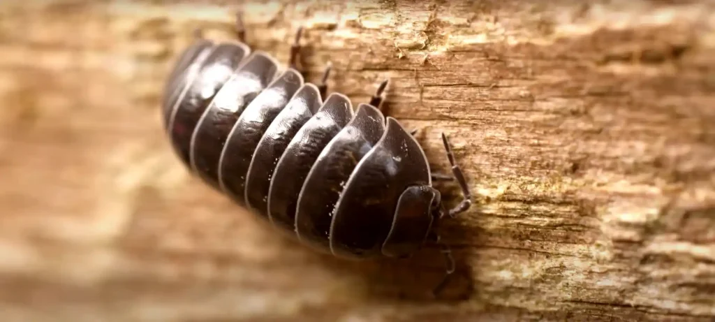 What Does It Mean When You See a Rollie Pollie