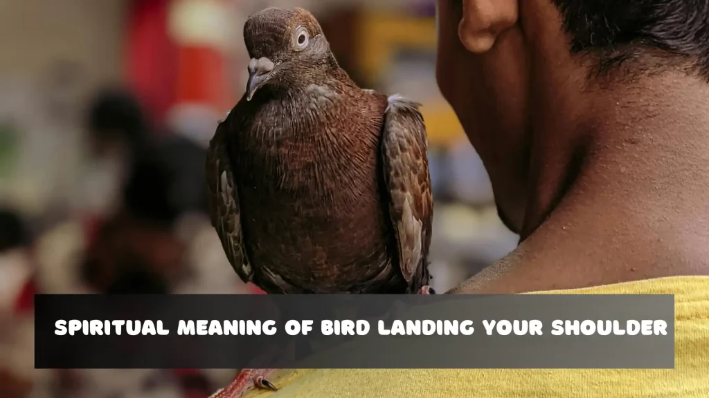What Does It Mean if a Bird Lands on You in a Dream