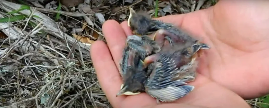 What Does Saving a Baby Bird Spiritually Mean