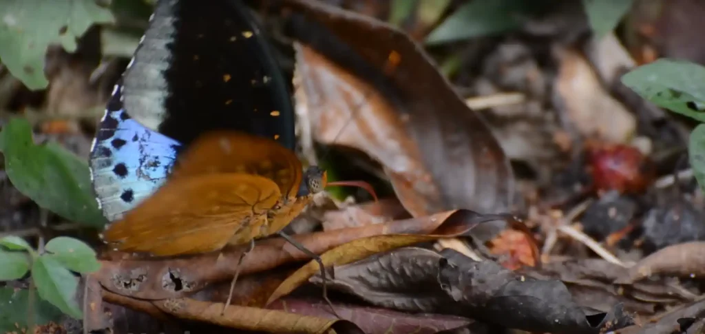 What Does a Dead Butterfly Symbolize Find Out