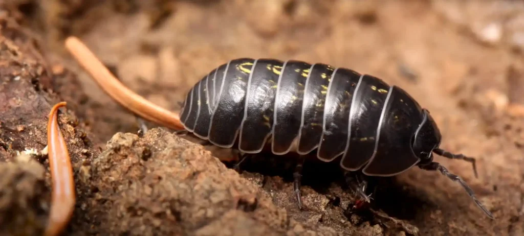 What Does a Rollie Pollie Symbolize