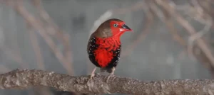 What Does it Mean When a Finch Visits You Reality or Myth