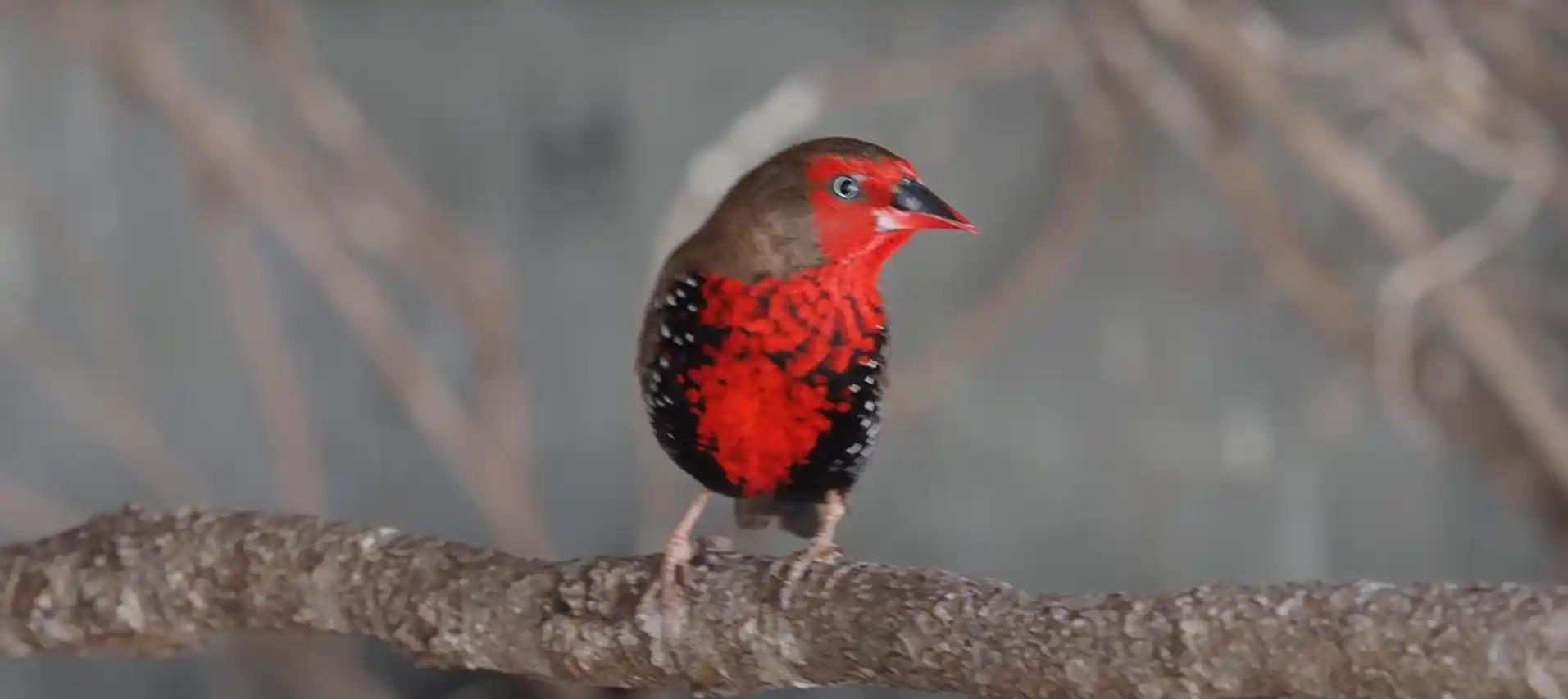 What Does It Mean When a Finch Visits You: Uncover Spiritual Messages