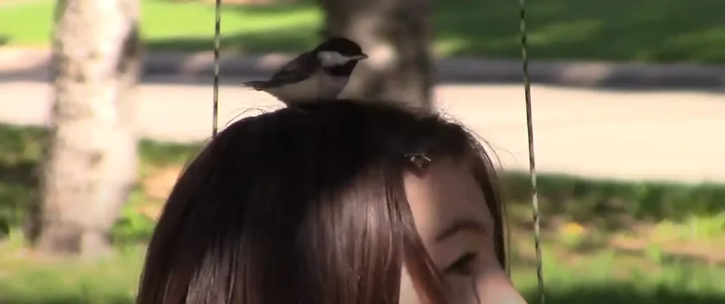 What Types of Birds Carry the Most Meaning