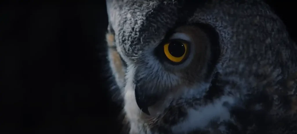 What if an owl roosts near your home