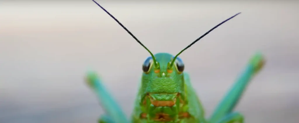 Why Do I Keep Seeing Bugs Spiritual Meaning - The Brief Answer