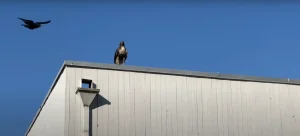 Why Hawk and Crow Together Hold Deep Spiritual Insights