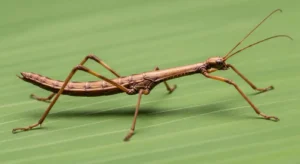 wooden stick spiritual meaning