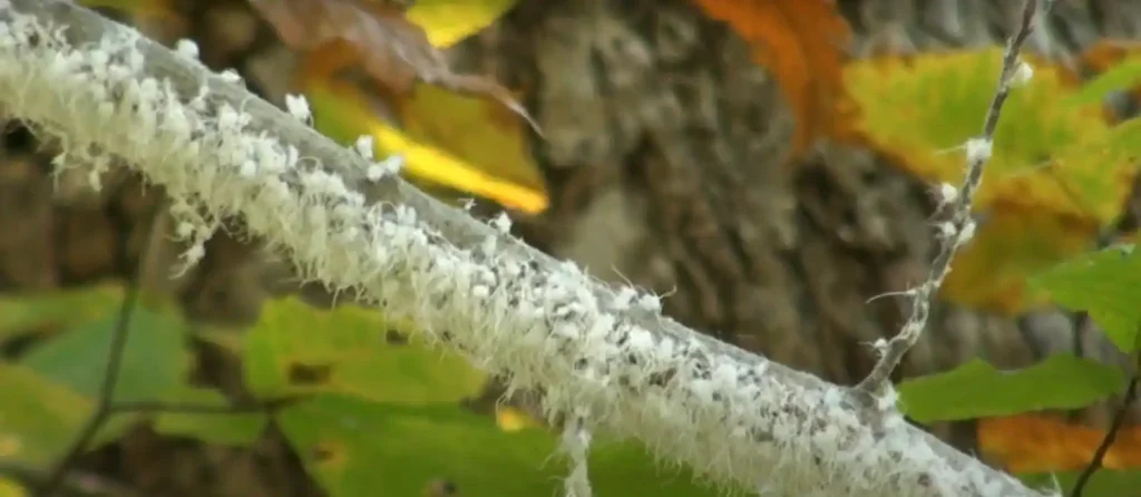 Woolly Aphid Fairy Fly Spiritual Meaning - The Brief Answer
