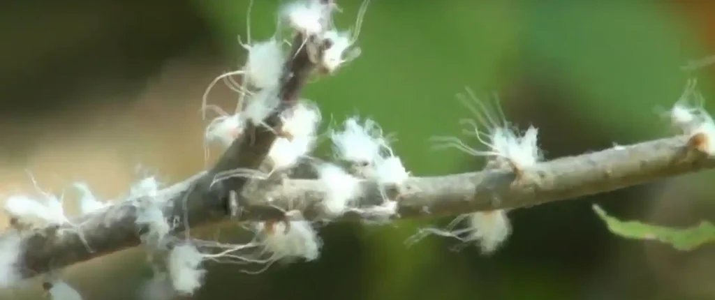 Woolly Aphids Symbolism and Spiritual Meaning