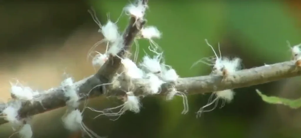 Woolly Aphids Totem Animal
