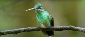 Awaken to Spirit Bird Morning Chirps Hidden Meanings