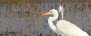 Beware! Egret's Spiritual Message Might Shock You!